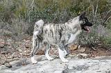 AKITA AMERICAIN 372